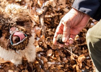 Yer Mantarı Avı, Özellikle Kazı Yapan Köpekler İçin Tehlikeli Bir Takiptir