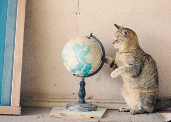 Gezginler Neden Rahatsızlık Aramalı?