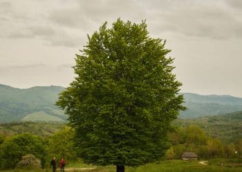 ‘Ağaçlar Beni Kurtardı’