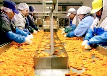 Organik Havuçla Bağlantılı E. Coli Salgınında 1 Ölü ve Düzinelerce Hasta