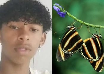 Ölülcöle Deneyin Kurbanı Oldu: Brezilya Genç, Kelebek Zehriyle Can Verdi