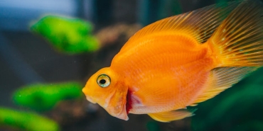 Akvaryumlarin-Sinsi-Tehlikesi-Baliklarda-Nitrit-Zehirlenmesi-featured