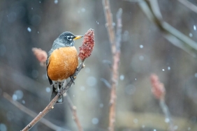 Japonya8217da-Yeni-Kus-Turu-Kesfi-Izumi-Kizilgerdani-Gun-Yuzune-Cikiyor-featured