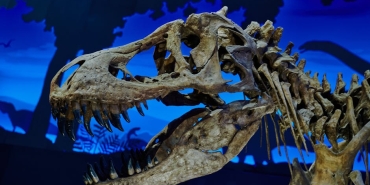 Dinozor-Cagi-Okyanuslarinin-Dev-Hukumdarlari-On-Kollu-Ahtapotlar-featured