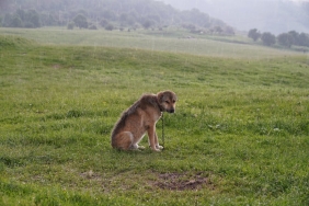 Kopeklerde-DEHB-Mumkun-Mu-Arastirmalar-Sasirtici-Sonuclar-Ortaya-Koyuyor-featured