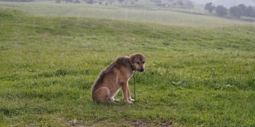 Kopeklerde-DEHB-Mumkun-Mu-Arastirmalar-Sasirtici-Sonuclar-Ortaya-Koyuyor-featured