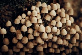 Mantarlar-Dusunebilir-mi-Fungal-Zeka-Tartismasi-Derinlesiyor-featured