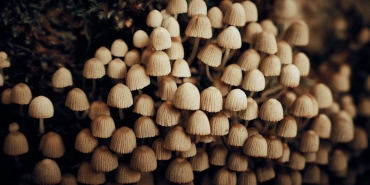 Mantarlar-Dusunebilir-mi-Fungal-Zeka-Tartismasi-Derinlesiyor-featured